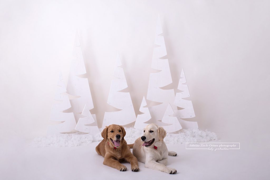 Weihnachten Und Meine Jahrlich Angebotene Weihnachts Minisession